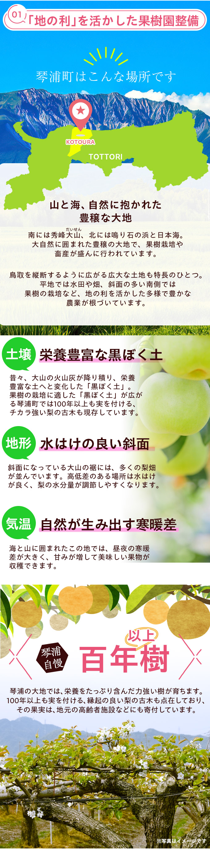 鳥取県産 二十世紀梨（20世紀梨）10kg詰（28玉前後入） 赤秀（ご贈答用