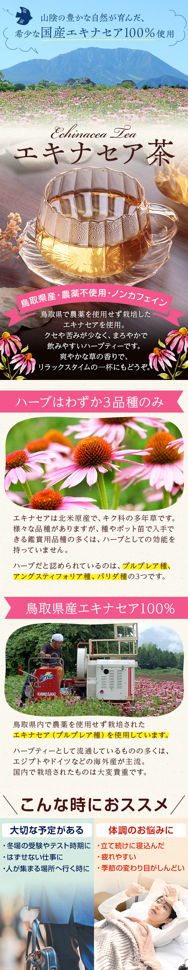 エキナセア茶 20袋入 鳥取県産原料100％ エキナセア（プルプレア種