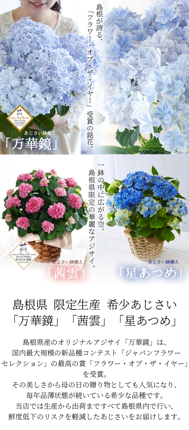 ギフト 島根県産 あじさい鉢植え 選べる3品種 万華鏡 銀河 茜雲 送料無料 北海道 沖縄を除く 風味絶佳 山陰