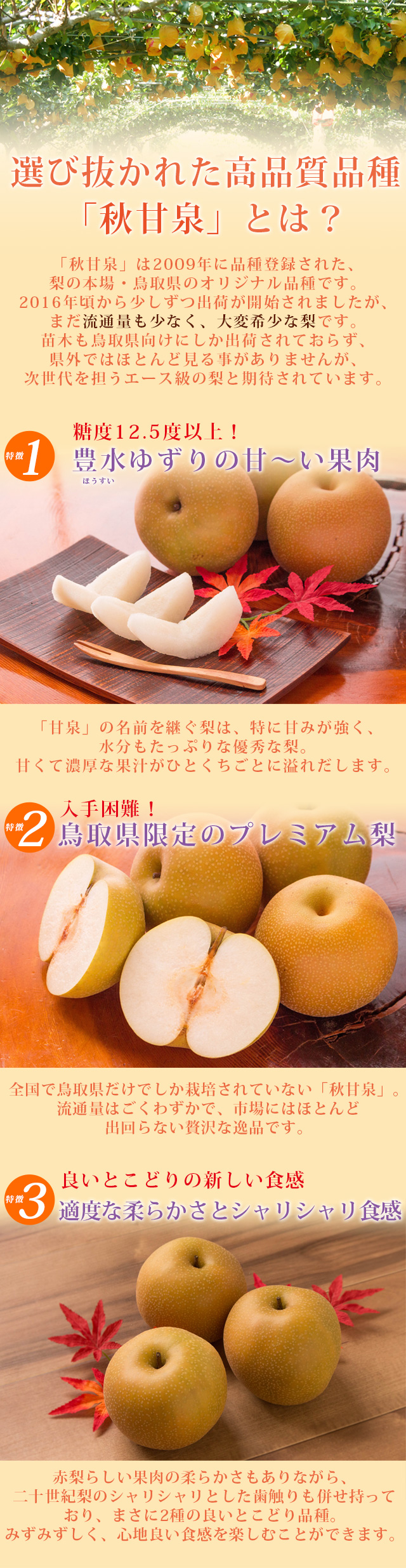 秋甘泉（あきかんせん）5kg詰（8～14玉入） 鳥取県産 赤秀 送料無料 風味絶佳.山陰