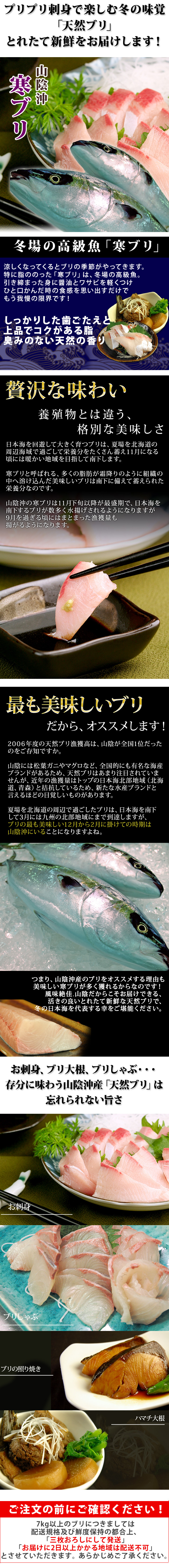 送料無料（北海道・沖縄を除く）　天然ブリ（寒鰤/寒ブリ）3kg前後　風味絶佳.山陰