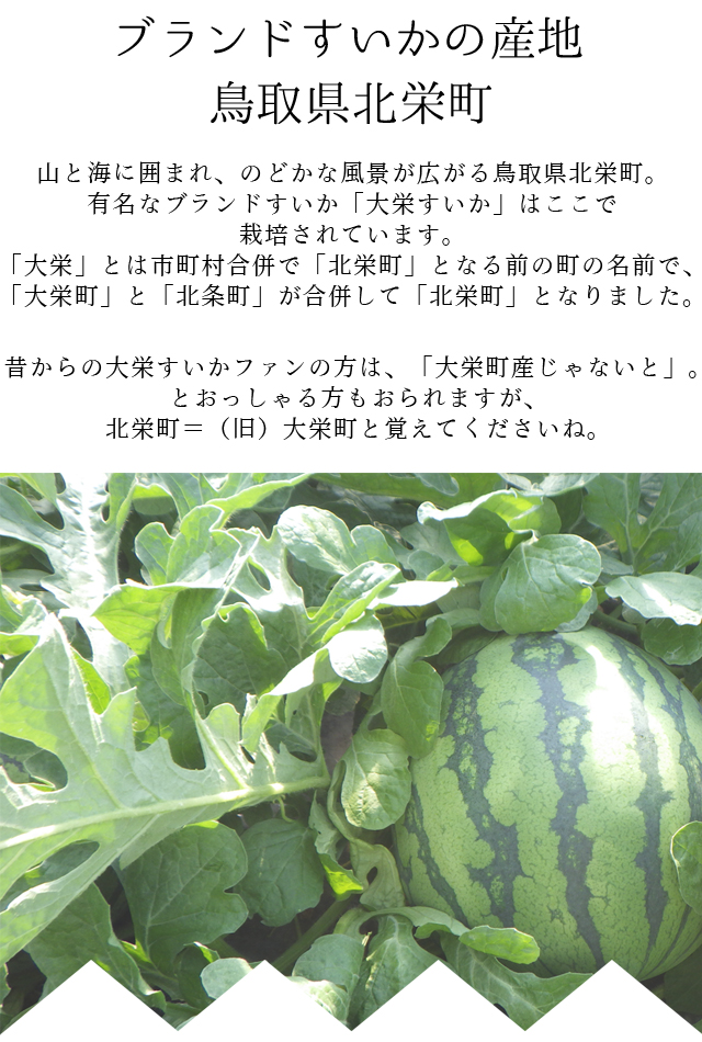 大栄すいか8kg前後（大玉サイズ）×1玉 鳥取県産 ご贈答用大栄スイカ