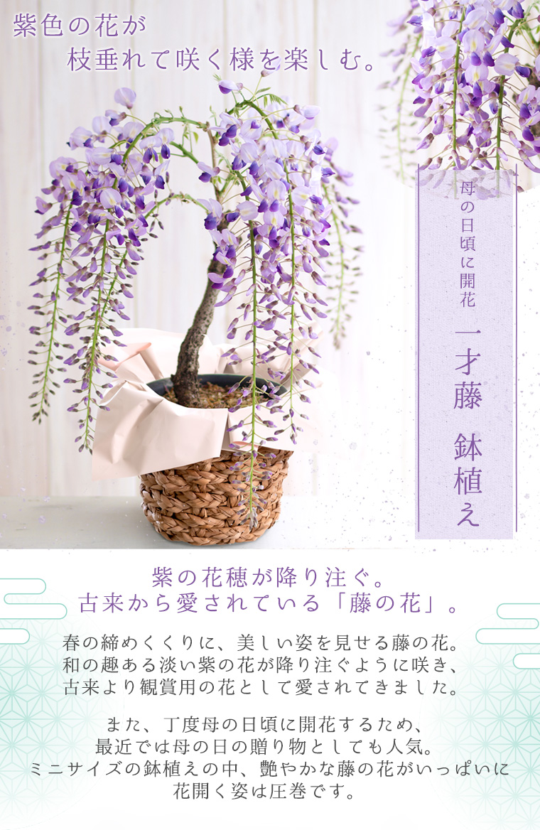母の日 一才藤 鉢植え 送料無料（北海道・沖縄を除く） | 風味絶佳.山陰