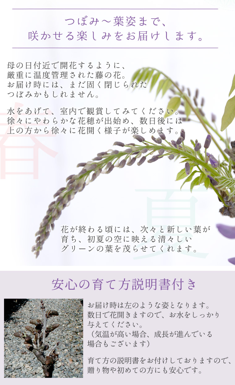 ころ様。観賞用 厚から