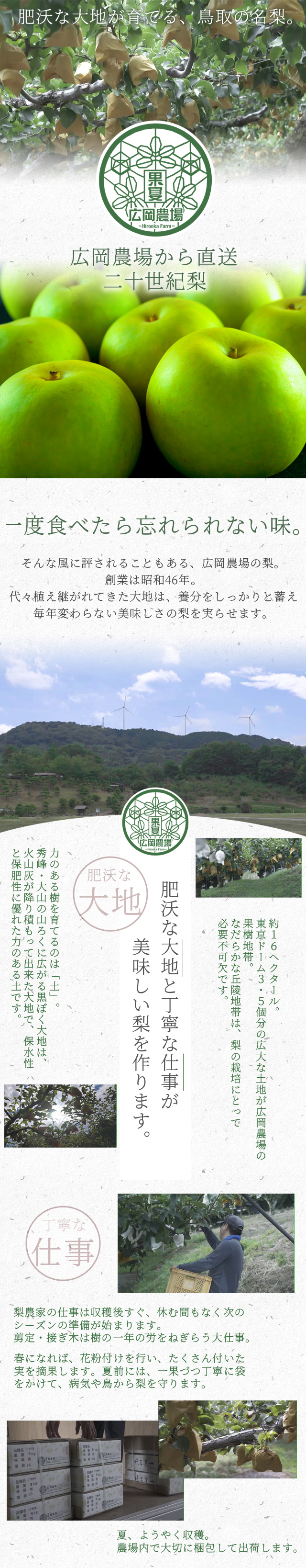 広岡農場の二十世紀梨（20世紀梨）5kg詰（9～18玉入） 鳥取県産 訳あり