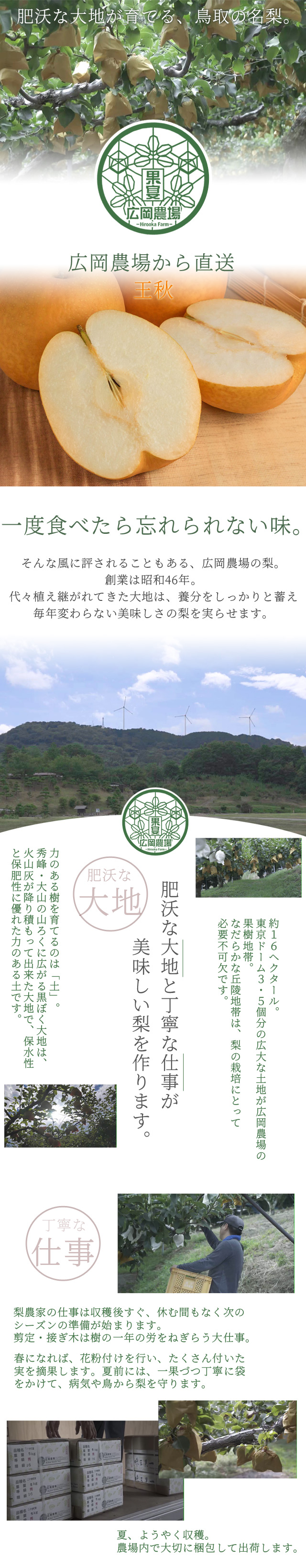 広岡農場の王秋梨（おうしゅうなし）10kg詰（12～20玉入） 鳥取