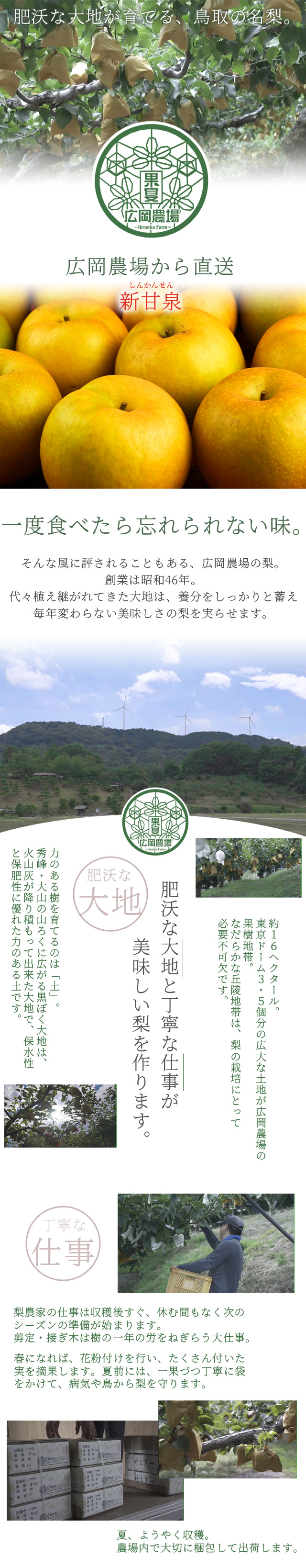 広岡農場の新甘泉（しんかんせん）5kg詰（8～18玉入） 鳥取県産 梨 訳あり（ご自宅用） 送料無料（北海道・沖縄を除く） | 風味絶佳.山陰