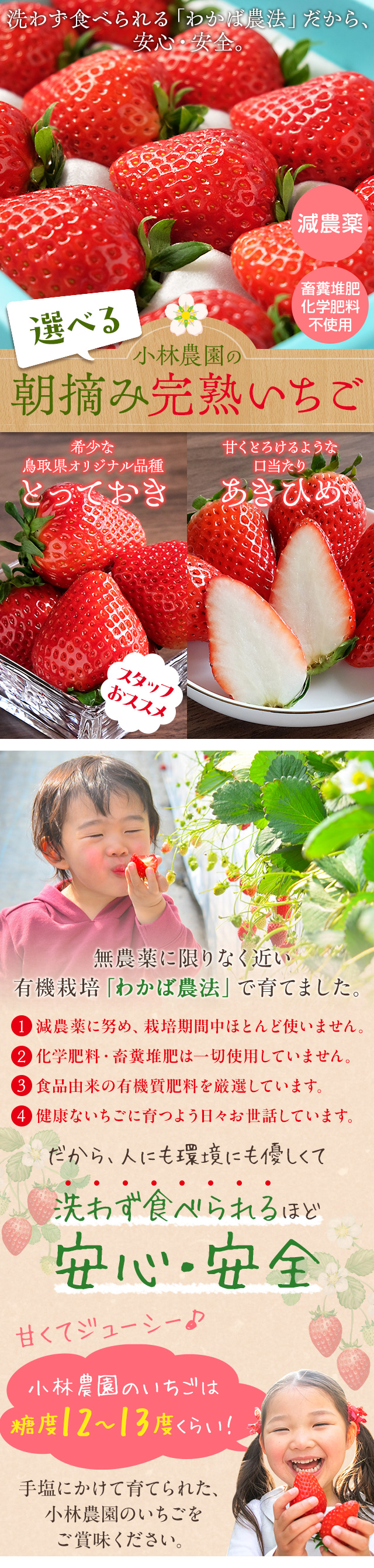 小林農園の選べる朝摘み完熟いちご 約1kg（24～30粒） 鳥取県