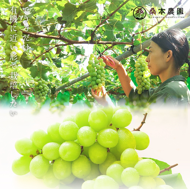 桑本農園のシャインマスカット600g前後×2房 ご贈答用 島根県産 送料