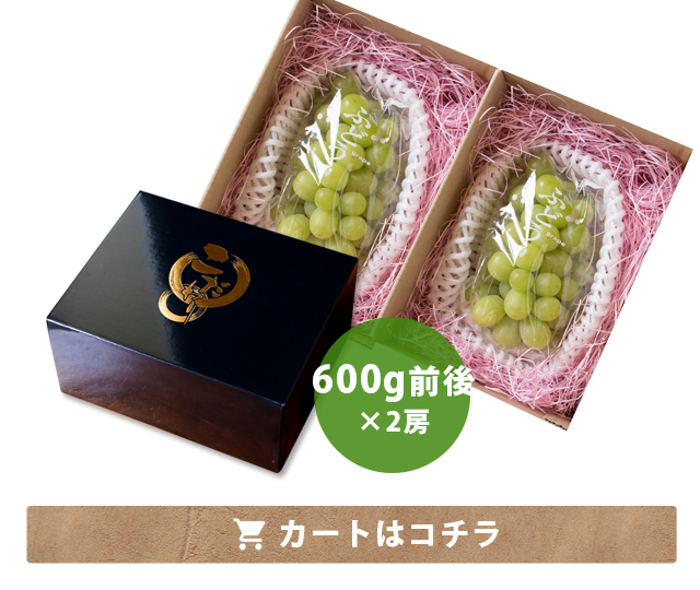 桑本農園のシャインマスカット600g前後×2房 ご贈答用 島根県産 送料