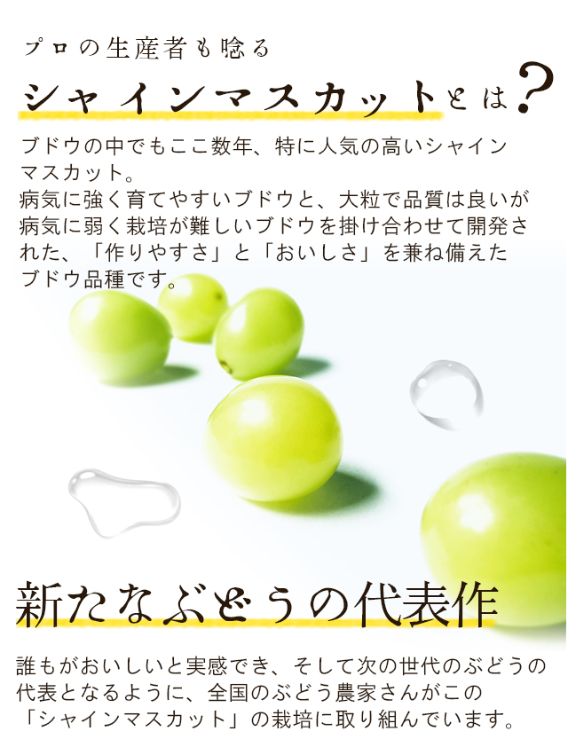 桑本農園のシャインマスカット600g前後×2房 ご贈答用 島根県産 送料