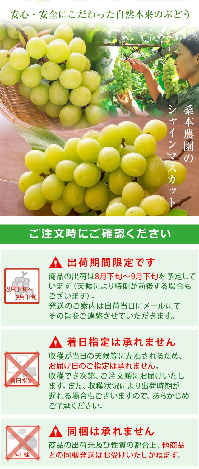 桑本農園のシャインマスカット600g前後×1房 ご贈答用 島根県産 送料