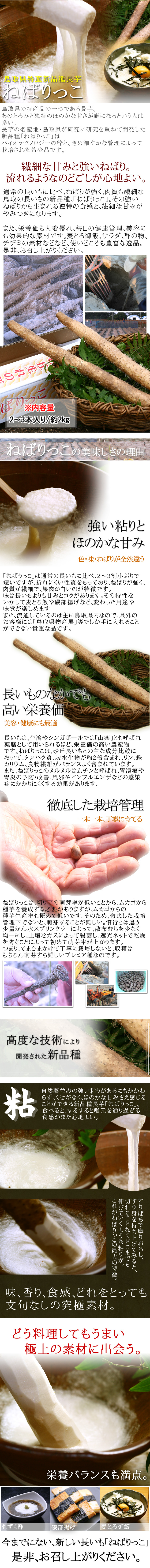 鳥取県北栄町特産　送料無料　風味絶佳.山陰　砂丘長いも「ねばりっこ」約2kg（2～3本入）　ご贈答用