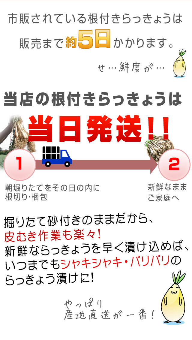 鳥取県産特別栽培 田中さんの北条砂丘らっきょう5kg（根付き土