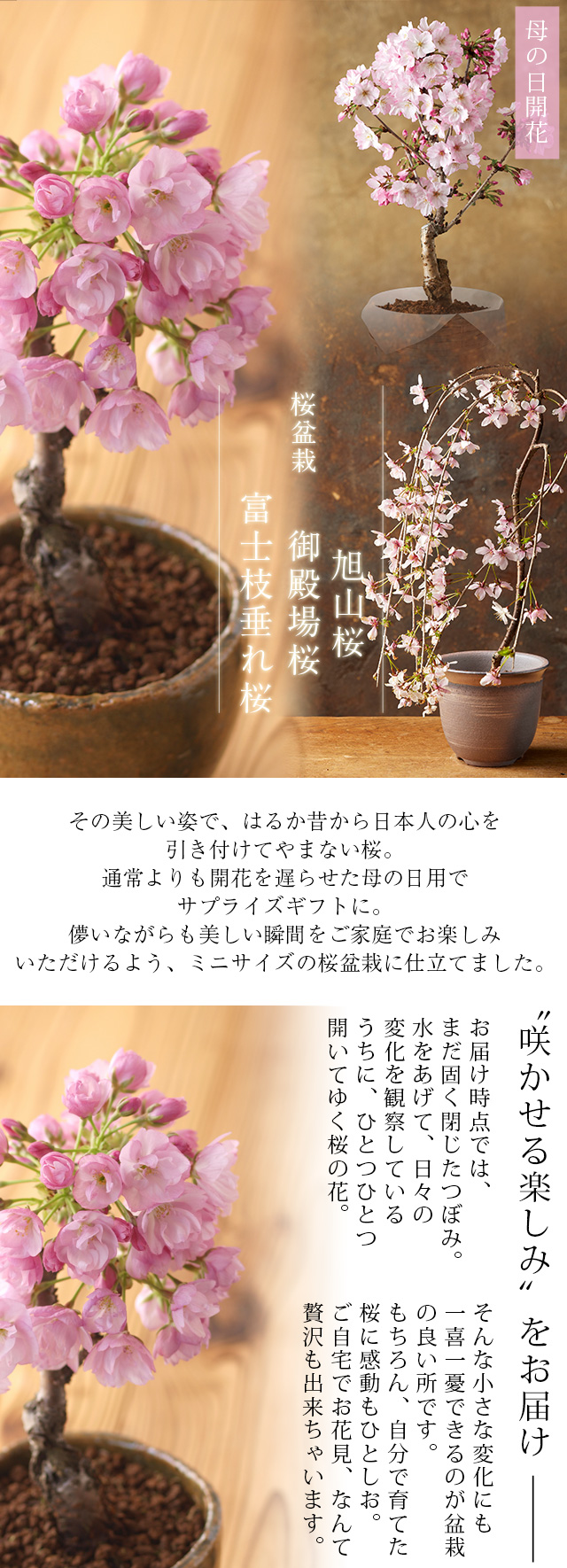 母の日 桜盆栽 選べる3品種（「旭山」「御殿場」「枝垂れ」） 送料無料