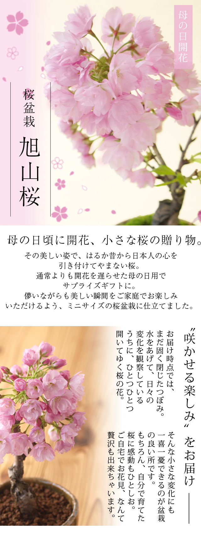 2518円 ラッピング不可 母の日ギフト 八重ミニ桜盆栽