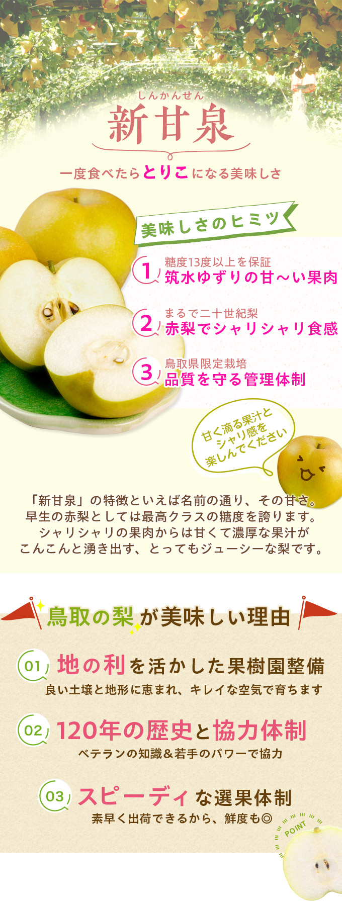 鳥取県産 新甘泉（しんかんせん）5kg詰（8～14玉入） 梨 赤秀