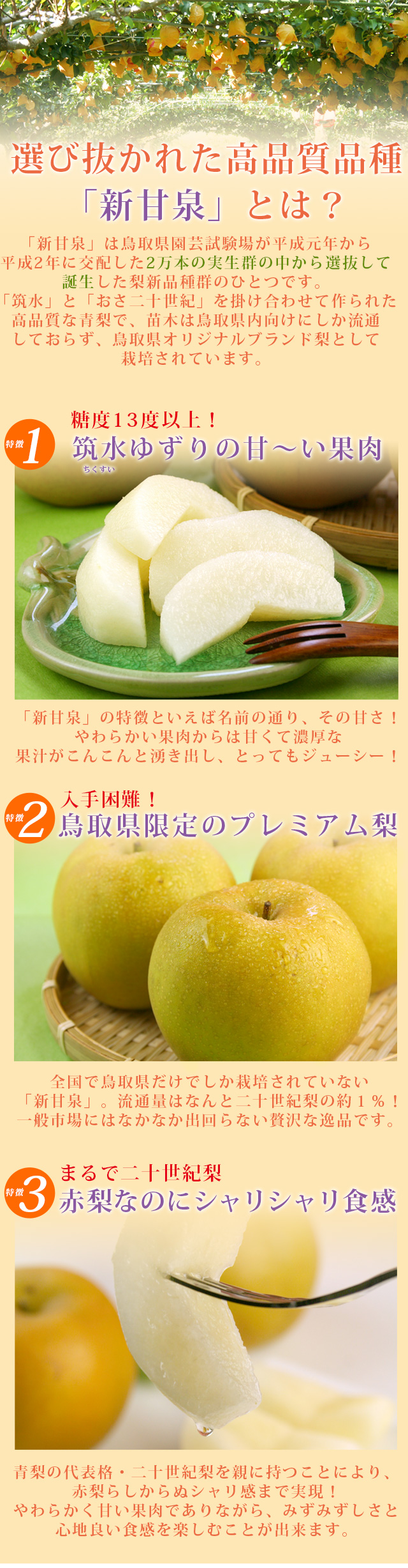 鳥取県産 新甘泉（しんかんせん）2kg詰（5～6玉入） 赤秀 送料無料 風味絶佳.山陰