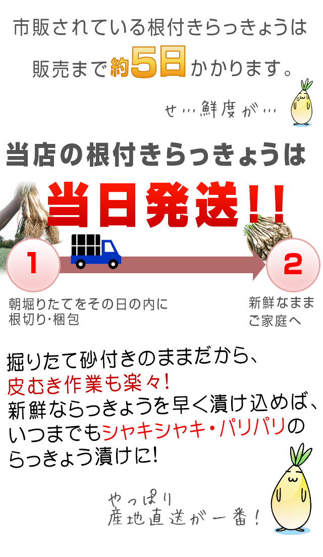 砂丘らっきょう1ｋｇ[冷蔵]［らっきょう漬け同士は同梱可能］