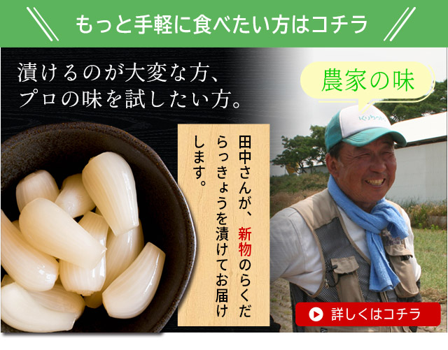 鳥取県産特別栽培 田中さんの北条砂丘らっきょう3kg（根付き土付き 玉らっきょう） 送料無料 | 風味絶佳.山陰